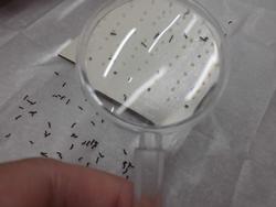 白い紙の上に並んでいる多数の細かい黒い粒を手に持った虫眼鏡で拡大して観察している様子が写されている写真