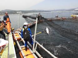生け簀の上にかけられた網のそばで、ライフジャケットとヘルメットを着けた子どもが大きなタモ網を使って魚をすくい上げている様子を、大人たちが見守っている写真
