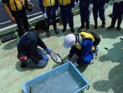 作業服とライフジャケットを着た子どもたちが見守る中、船の甲板で大人と子どもが大きな魚を持ち上げて水槽に入れようとしている写真