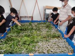 屋内で複数の子供たちと一郎さんが、大量の桑の葉を広げた青い飼育箱で、蚕の葉の食べ終わった茎などの仕分けをしている様子の写真