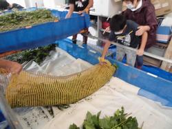 白いシートが敷かれた作業台で、子供たちが、網状になったシートを使って、蚕の糞と蚕の葉の茎などを仕分けている様子の写真