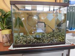 ガラスの水槽の中に砂利と水草、ろ過装置が設置されており、生き物がいない空の状態の水槽を正面から捉えた写真