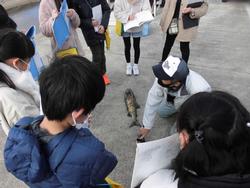 マスクをつけた子どもたちが、地面に置かれた魚について、大人から説明を受けている様子の写真