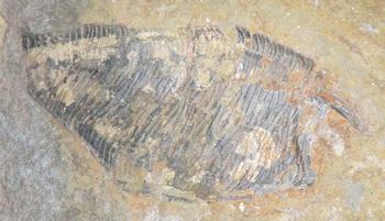 楕円形のような形をし縦方向に線が多くある嚢頭類の化石の写真