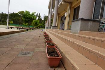 土だけになった茶色のプランターが階段の横に並べられている写真