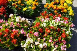 白、ピンクのベゴニア、オレンジのマリーゴールドの花の苗をアップで写した写真