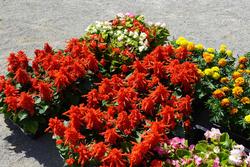 手前に真っ赤なサルビアの花、奥に白、ピンクのベゴニア、オレンジのマリーゴールドの花の苗が置かれた写真