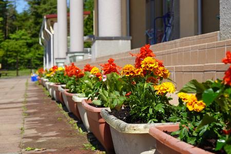 プランターに植えられた鮮やかな「ベゴニア」「サルビア」「マリーゴールド」の花が並べられた写真