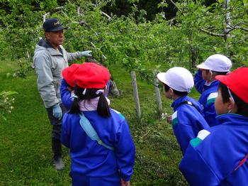 果樹園で農家の方の説明を熱心に聞く、赤白帽子をかぶった小学生たちの様子が写された写真