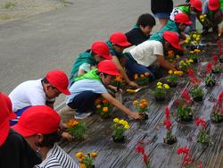 赤白帽を被った児童が花壇の横に並びサルビアやマリーゴールドを植えてる写真
