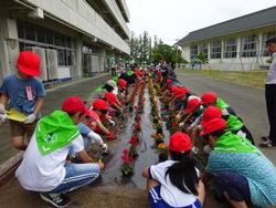 花壇の両側を児童が横一列に並びサルビアやマリーゴールドを植えているのを全体的に写した写真
