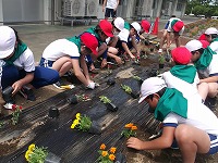 赤白帽を被り体操服姿の児童が花壇にしゃがみマリーゴールドを植えている写真
