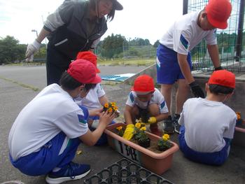 土がいれられたプランターに黄色の花の苗を植えている赤い帽子に体操服姿の児童たちの写真