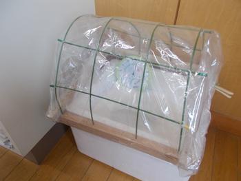 白い箱の上にビニールの屋根をかぶせた蚕の飼育容器を写した写真