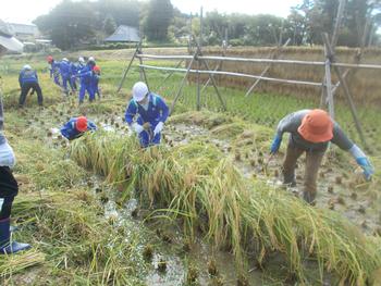 ジャージ姿の子供たちが稲を刈っている写真