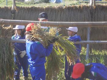 ジャージ姿の子供たちが刈った稲を運んでいる写真