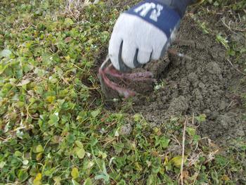 雑草が生えた地面から、手袋をはめた手が土を掘り起こし、赤い根が絡まった草を引き抜いている様子の写真
