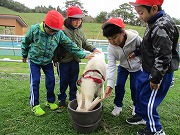 芝生の上で白いヤギが餌を食べている周りを赤白帽を被った4人の児童がヤギを触っている写真