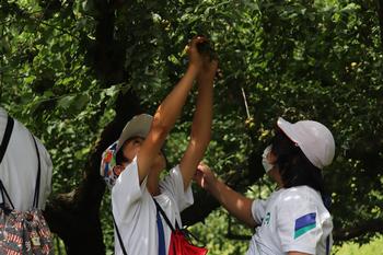 上に手を伸ばして木になっている梅を取ろうとしている児童2名の写真