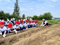 赤白帽を被り体操服姿の児童が畑の畝に横一列に並びサツマイモの植え方を教えてもらっている写真