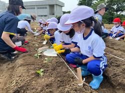 畑の畝に白帽子を被り体操服姿の児童がスコップを持ちサツマイモの苗を土に植えている写真
