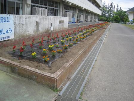 校舎の横の花壇にサルビアと黄色、オレンジ色のマリーゴールドが綺麗に並び植えられている写真