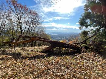 大きな材木が横に倒れ、その奥に広がる青空を写した写真