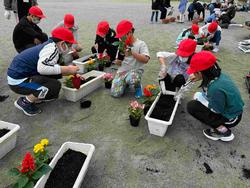 赤い帽子をかぶった子どもたちが、白いプランターの前にしゃがんで、花の苗を植えている写真