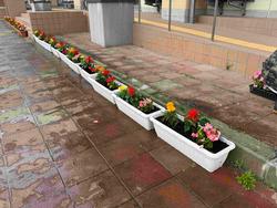 白のプランターに植えられた真っ赤なサルビア、ピンクの花を咲かせたベゴニア、黄色のマリーゴールドが整列して置かれた写真