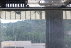 小さなめだかが水槽の中で泳いでいる写真