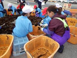 青いカゴの上に座っている生徒が、作業着の女性の方からメカブ削ぎの仕方を教えてもらっている様子の写真