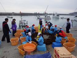 漁港のコンクリートの上で、生徒たちが、オレンジ色の桶を使いながら、収穫したメカブ削ぎを体験している様子の写真