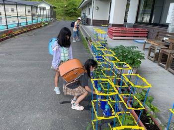 ランドセル姿の2名の女子児童が、校舎前にたくさん並んだプランターに水やりをしている写真
