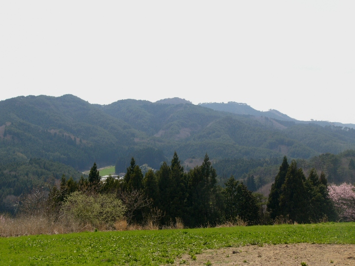 緩やかな稜線が続く山々と手前の針葉樹林に囲まれた穏やかな風景の写真
