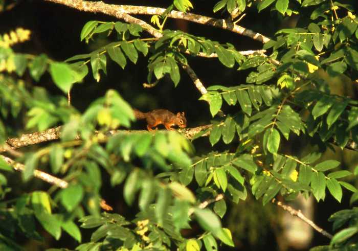 濃い緑の葉に覆われた枝の間から、オレンジ色のニホンリスが顔を覗かせる写真