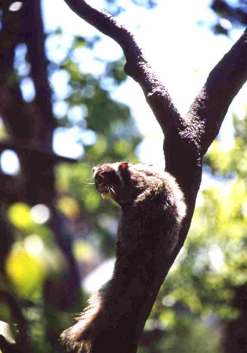 木の枝にしがみつく茶色い毛でおおわれたニッコウムササビの写真