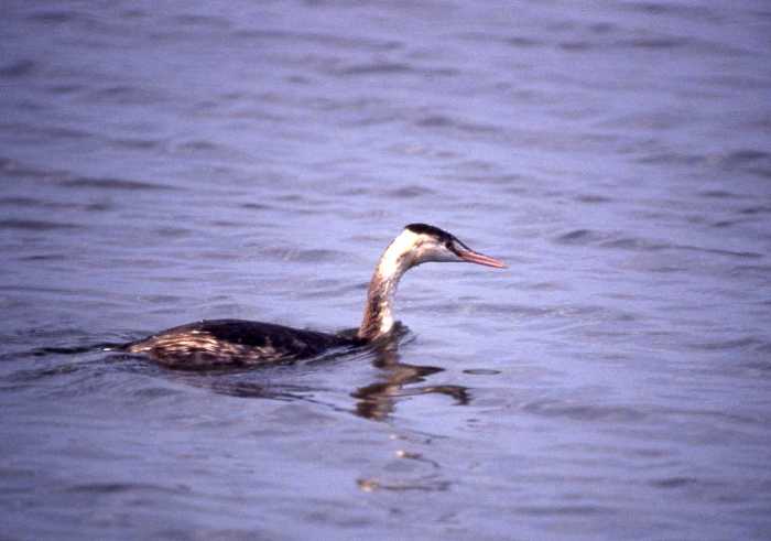 水面を泳ぐ長い首のカンムリカイツブリの写真