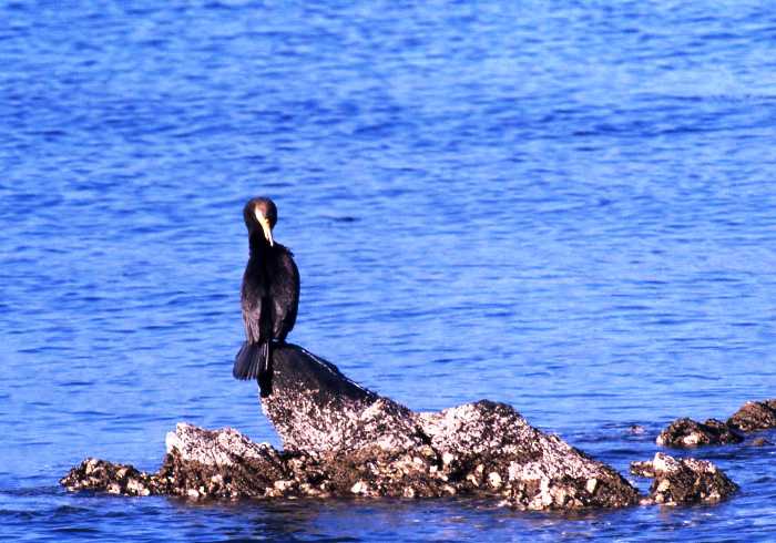 青色の川から突き出た岩の上に黒い羽毛で覆われたウミウが立つ写真