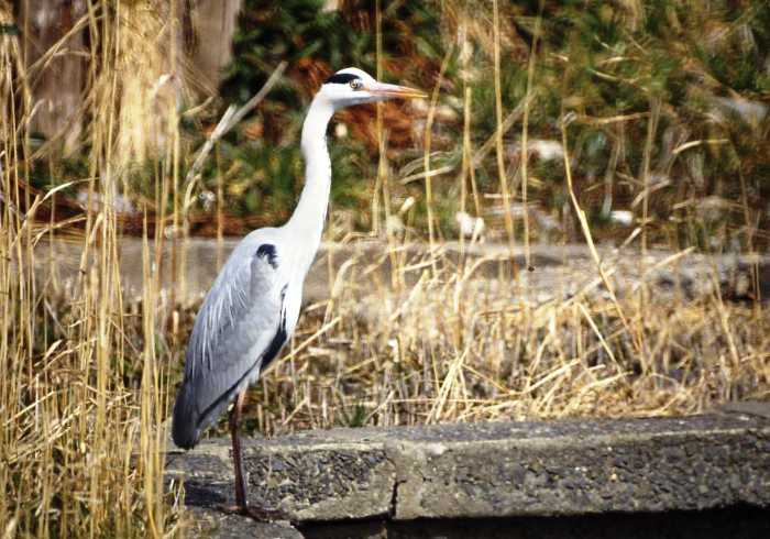岸辺の枯れ草の中で首を伸ばし立つ灰色のアオサギの写真