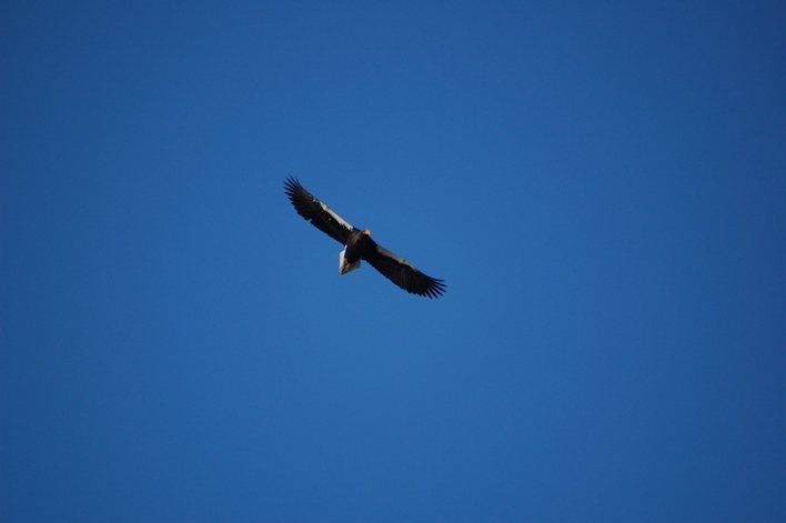 雲ひとつない青空を大きく羽ばたきながら飛ぶオオワシを下から見上げた写真