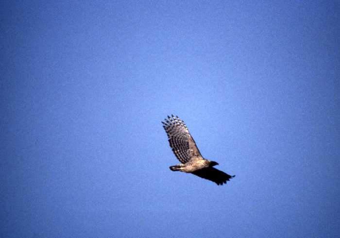 青空の中を羽ばたく黒褐色の横斑が特徴のクマタカを見上げるように撮影した写真