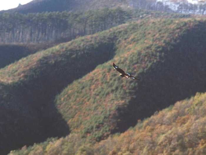 紅葉した山々を背景に大きく羽を広げて飛ぶイヌワシを横から撮影した写真