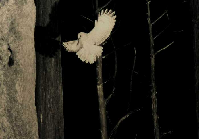 夜の森で翼を広げ木の間を飛ぶ白いフクロウの写真