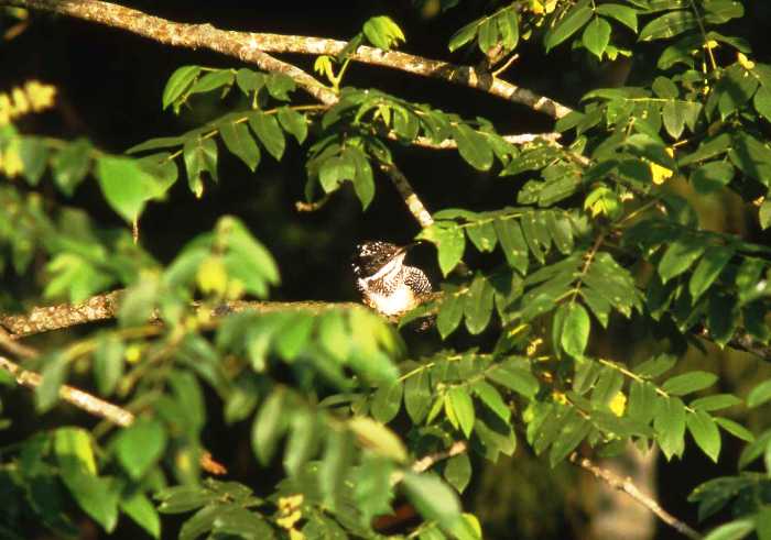 濃い緑の葉に囲まれた枝にヤマセミが止まる写真