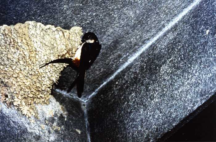 コンクリートの梁に作られた巣の縁にとまるツバメの写真