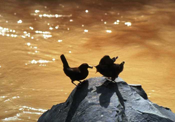 夕陽に照らされた川面を背景に岩の上で向かい合う二羽のカワガラスの写真