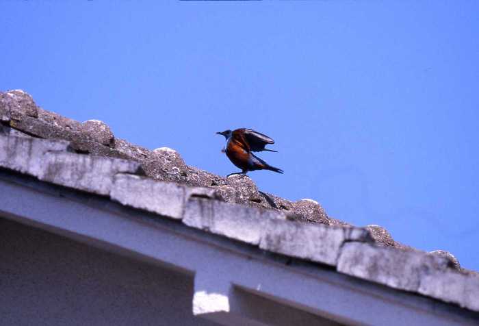青空の下、瓦屋根の上で羽を広げるイソヒヨドリの写真