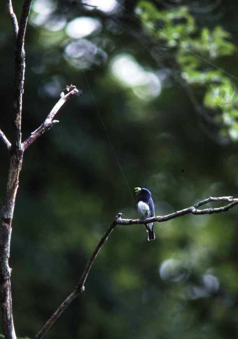 森の中の細い枝に青黒い体と白い腹を持つオオルリがとまる写真