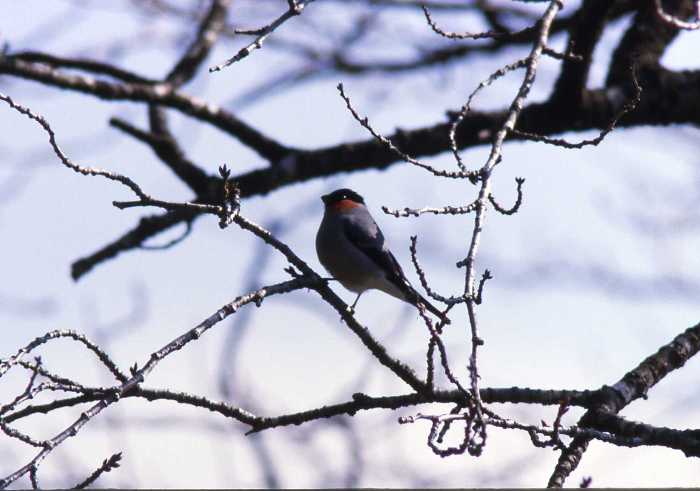 葉を落とした枝に赤い胸の小鳥のウソがとまる冬景色の写真