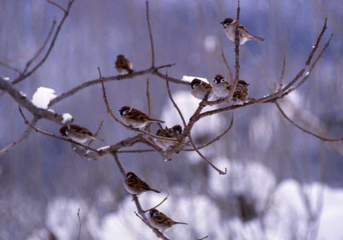 雪景色の中、葉を落とした枝に複数のスズメがとまる冬の写真